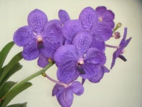 Trần Đăng Thuỷ