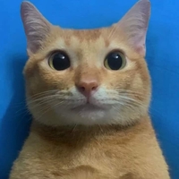Ngô Hoàng Nguyên