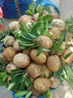 quý cao
