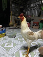 RÔr 