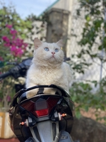TRẠI MÈO NHÀ SỮA
