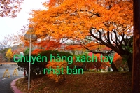hàng xách tay nhật