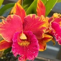 Lan Cattleya Độc Đẹp Hiếm  PND