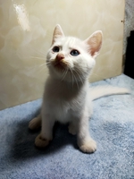Lê Khôi