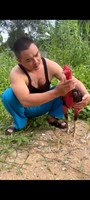Gà Đòn Quảng Bình 