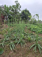 văn 