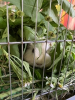 Farm Gà Kiểng 