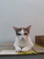 Tô Đức Trọng