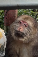 Phạm Phúc Anh Kiệt