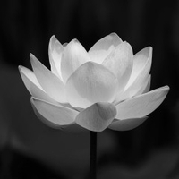 Nguyễn Ngọc Nghĩa