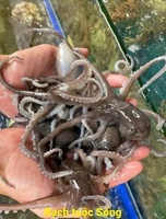 Ẩm Thực Quán KEN