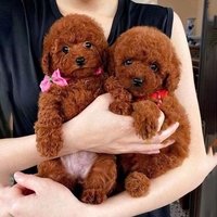 chó cảnh nhà đẻ 
