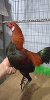 Hiệu Chuyên Đổ Gà Lai 45 tuổi 