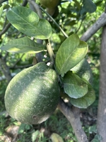 Tuấn