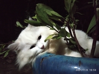 Meomeo