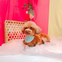 Trần Bông