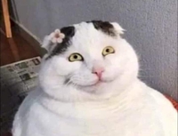 Mèo Béo Tu Tâm