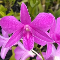Hoàng Hải 