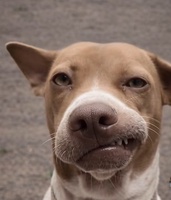 Nguyễn Hồng Sơn