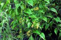 nghĩa nguyễn