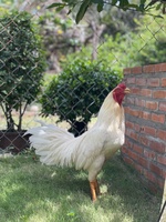 Thú Y Chí Hiếu 
