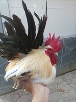 Cá chép