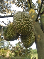 hồ