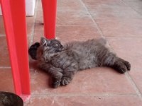 Boss Tùng