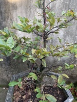 Gàlau