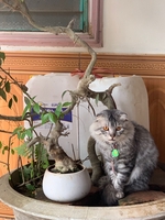 Sumô meoww