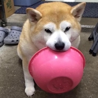 Thắng