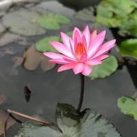 riêng một góc trời