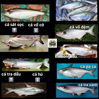 Tín phát