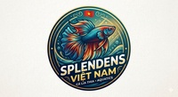 Splendens