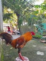 tinhnguyen