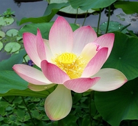 Mỹ Xuyên