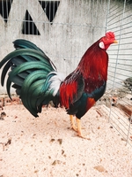 An Phước Gà Đá