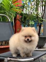 nguyễn tường vân