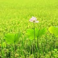 Minh