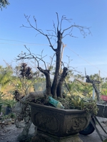 Lặng