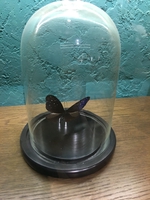 Tường Vy