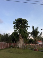 Hưng Thịnh
