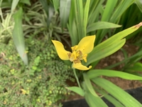 Việt Hoàng