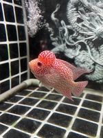 Bé Bắp Guppy