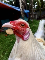 thế bảo