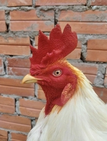 thái
