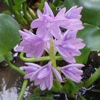 NienSau Bach