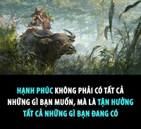 tuan anh dang