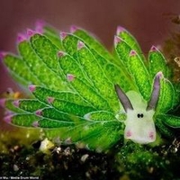 Đinh Mạnh Tứ