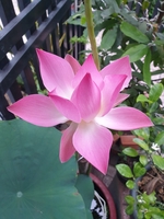 Phương TV